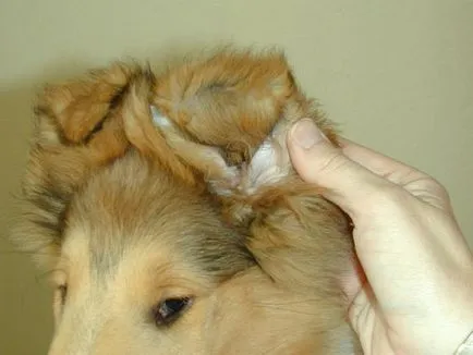 collie
