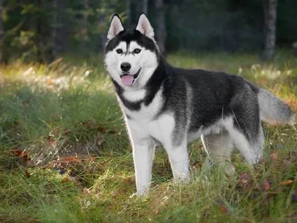 A kutya Laika