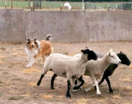 collie