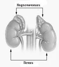Addison-kór tünetei, diagnózisa, kezelése (betegség) Addison-kór tünetei, diagnózisa, kezelése
