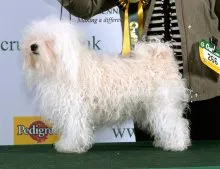 Bolognese - olasz lapdog