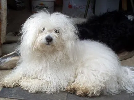 Bolognese - olasz lapdog