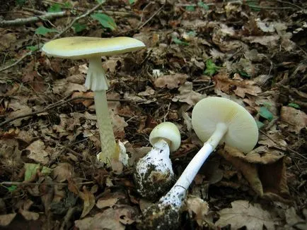 Halvány mérges - egy halálos gomba