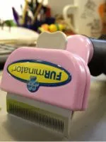 A ceftriaxon macskáknak
