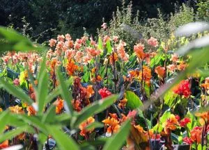 Botanical Garden Krím