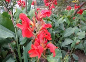 Botanical Garden Krím