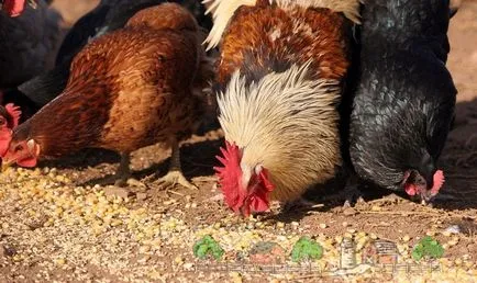 Mit és hogyan kell etetni a tojótyúkok, a jól söpört otthon etetés a megfelelő étrend (feed) Mit és hogyan kell etetni a tojótyúkok, a jól söpört otthon etetés a megfelelő étrend