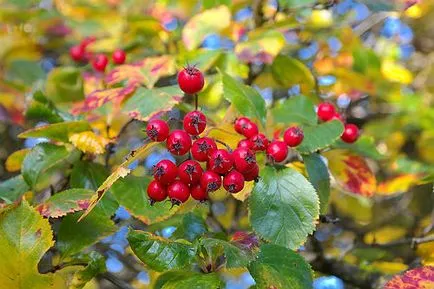 Hawthorn hasznos tulajdonságok, ellenjavallatok, receptek, női kérdésekkel (ellenjavallatok) Hawthorn hasznos tulajdonságok, ellenjavallatok, receptek, női kérdésekkel