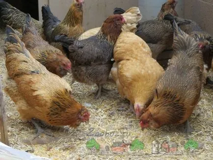 Mit és hogyan kell etetni a tojótyúkok, a jól söpört otthon etetés a megfelelő étrend (jó) Mit és hogyan kell etetni a tojótyúkok, a jól söpört otthon etetés a megfelelő étrend