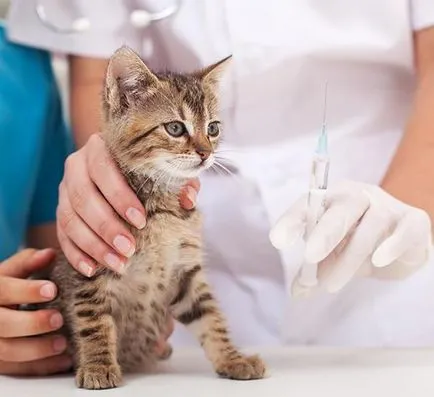 A ceftriaxon macskáknak használati utasítást, dózist, készítményt és visszajelzés (használatra) A ceftriaxon macskáknak használati utasítást, adagolás, összetételét és vélemények
