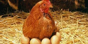 Mi a takarmány a csirkéket, így vitték a sok tojást az alapvető szabályok a rezsim és a diéta (sok) Mi a takarmány a csirkéket, így vitték a sok tojást az alapvető szabályok a rezsim és az étrend