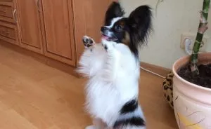 A takarmány a francia bulldog (példa diéta), „adni mancs”