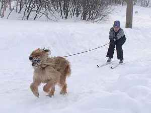 Hogyan szórakoztatni egy kutya télen, a cikk (téli) Hogyan szórakoztatni egy kutya télen cikkek