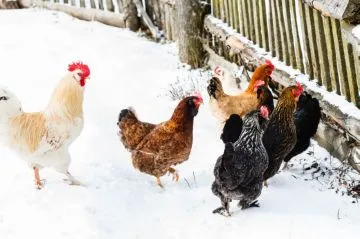 Mi a takarmány a csirkéket, hogy repült jól otthon (jól táplált csirkék iszkolt haza tojó tyúk tojástermelés feed) Mi a takarmány a csirkéket, hogy repült jól otthon