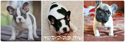 Mi a takarmány egy kölyök francia bulldog jobb kutyaeledel (fotó) (francia) Mi a takarmány egy kölyök francia bulldog jobb kutyaeledel (fotó)
