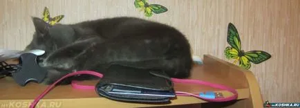 Mi a takarmány egy sterilizált macskaeledel otthon