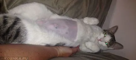 Mi a takarmány egy sterilizált macskaeledel otthon