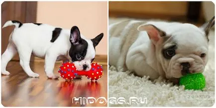 Mi a takarmány egy kölyök francia bulldog jobb kutyaeledel (fotó) (Bulldog) Mi a takarmány egy kölyök francia bulldog jobb kutyaeledel (fotó)