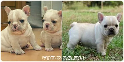 Mi a takarmány egy kölyök francia bulldog jobb kutyaeledel (fotó) (kölyök) Mi a takarmány egy kölyök francia bulldog jobb kutyaeledel (fotó)