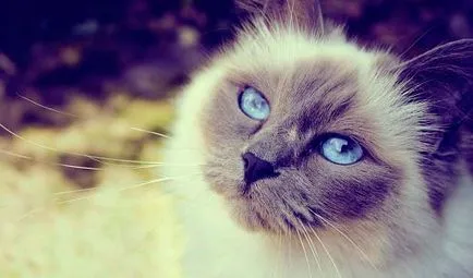 Mi a takarmány egy sterilizált cat 5 tipp a helyes táplálkozás - murkote körülbelül macskák és macskák (cat) Mi a takarmány egy sterilizált cat 5 tipp a helyes táplálkozás - murkote körülbelül macskák és macskák