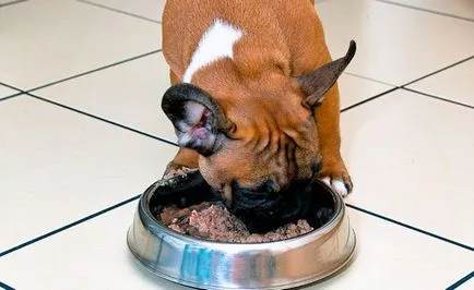 Mi a takarmány egy francia bulldog - megfelelő táplálkozás ajánlásainak (francia) Mi a takarmány egy francia bulldog - megfelelő táplálkozás ajánlásainak