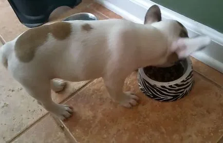 Mi a takarmány egy francia bulldog, a jobb táplálkozás, fotók és videó