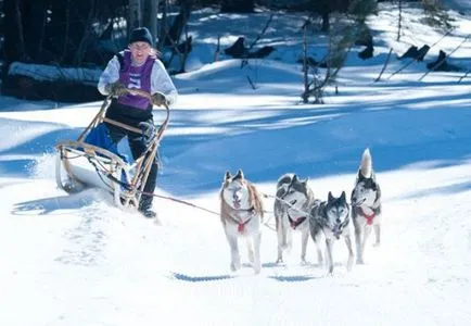 Hogyan szórakoztatni egy kutya télen, a cikk (téli séták a kutya) Hogyan szórakoztatni egy kutya télen cikkek