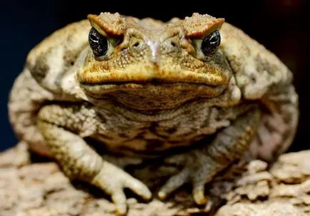 Mi más, mint béka béka hasonlóság békák és varangyok (varangy) Mi a különbség a varangy béka hasonlóság békák és varangyok