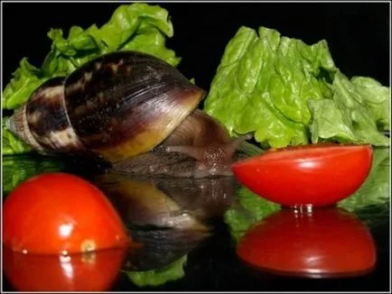 A hírcsatornák Achatina (csiga)