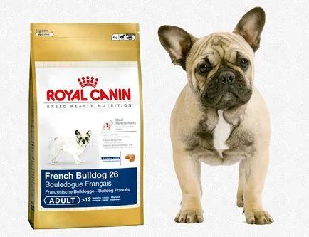 Mi a takarmány egy francia bulldog - megfelelő táplálkozás ajánlásainak (francia) Mi a takarmány egy francia bulldog - megfelelő táplálkozás ajánlásainak