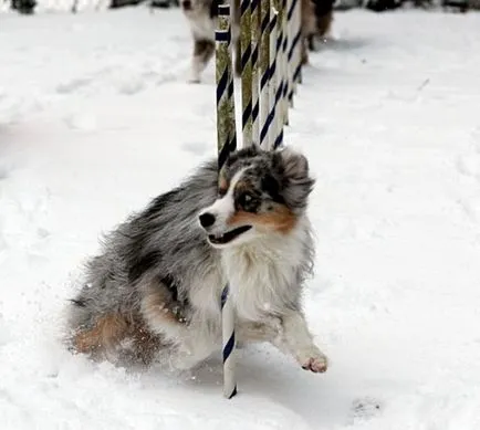 Hogyan szórakoztatni egy kutya télen, a cikk (Frisbee Dog) Hogyan szórakoztatni egy kutya télen cikkek