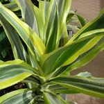 Mi van, ha dracaena száraz vagy sárguló
