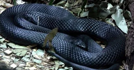 Fekete Mamba (55 fotó) tű kígyó mehelya capensis, Afrika a leginkább mérgező, fehér és zöld
