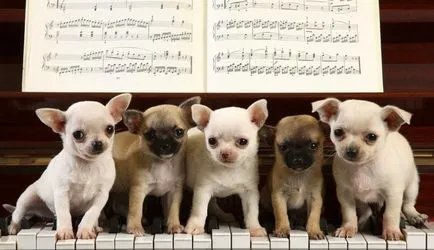 Chihuahua leírása a fajta, a takarmányozás és gondoskodó