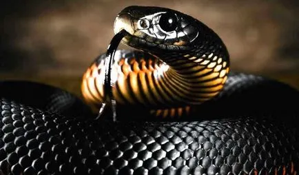 Fekete Mamba (55 fotó) tű kígyó mehelya capensis, Afrika a leginkább mérgező, fehér és zöld