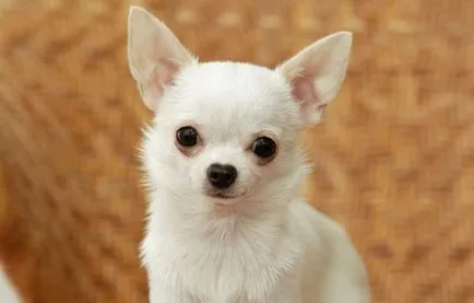 Chihuahua leírása a fajta, a takarmányozás és gondoskodó