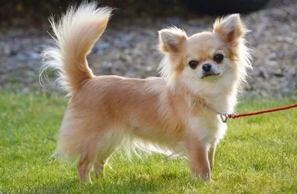 Chihuahua leírása a fajta, a takarmányozás és gondoskodó