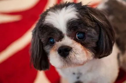 Mi van, ha a szeme alá shih tzu kis kutya szerelmeseinek klub (ősz) Mi van, ha a szeme alá shih tzu kis kutya szerelmeseinek klub