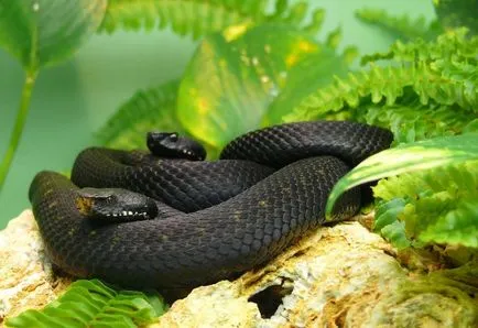 Fekete Mamba (55 fotó) tű kígyó mehelya capensis, Afrika a leginkább mérgező, fehér és zöld