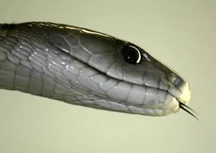 Fekete Mamba (55 fotó) tű kígyó mehelya capensis, Afrika a leginkább mérgező, fehér és zöld