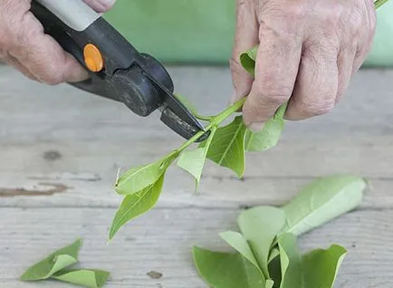 Dugványt lila, mint a gyökércsúcs és fényképeket