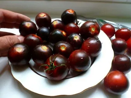 Fekete paradicsom - fokozatú, leírás, termesztés saját kezűleg (grade) Fekete paradicsom - fokozatú, leírás, termesztés saját kezűleg