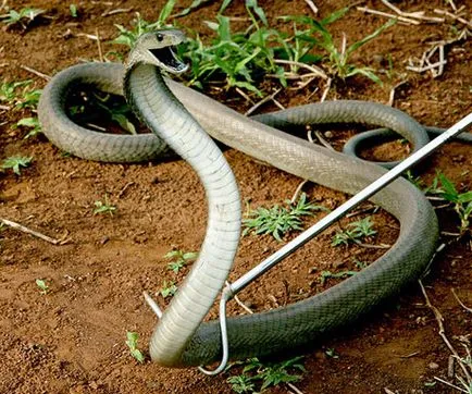 fekete mamba