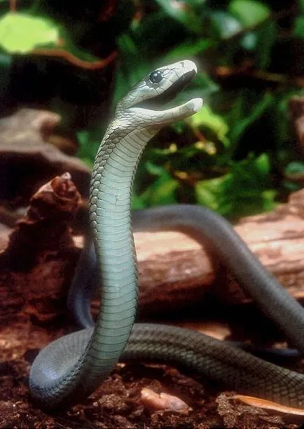 fekete mamba