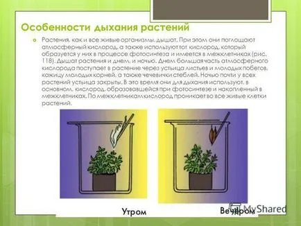 Hogy felszívódik a növények a környezetből a légzés során - anyagcsere, gyors kihívás