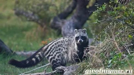 civet állat
