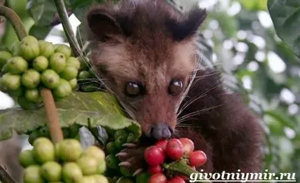 civet állat