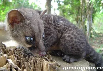 civet állat