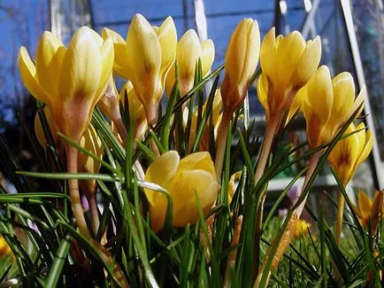 Crocus virágok - ültetés és ápolás a kertben, fotó krókuszok, sáfrány termesztése - amikor ásni és (leírás) Crocus virágok - ültetés és ápolás a kertben, fotó krókuszok, sáfrány termesztése - amikor ásni és