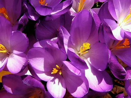 Crocus virágok - ültetés és ápolás a kertben, fotó krókuszok, sáfrány termesztése - amikor ásni és (ellátás) Crocus virágok - ültetés és ápolás a kertben, fotó krókuszok, sáfrány termesztése - amikor ásni és